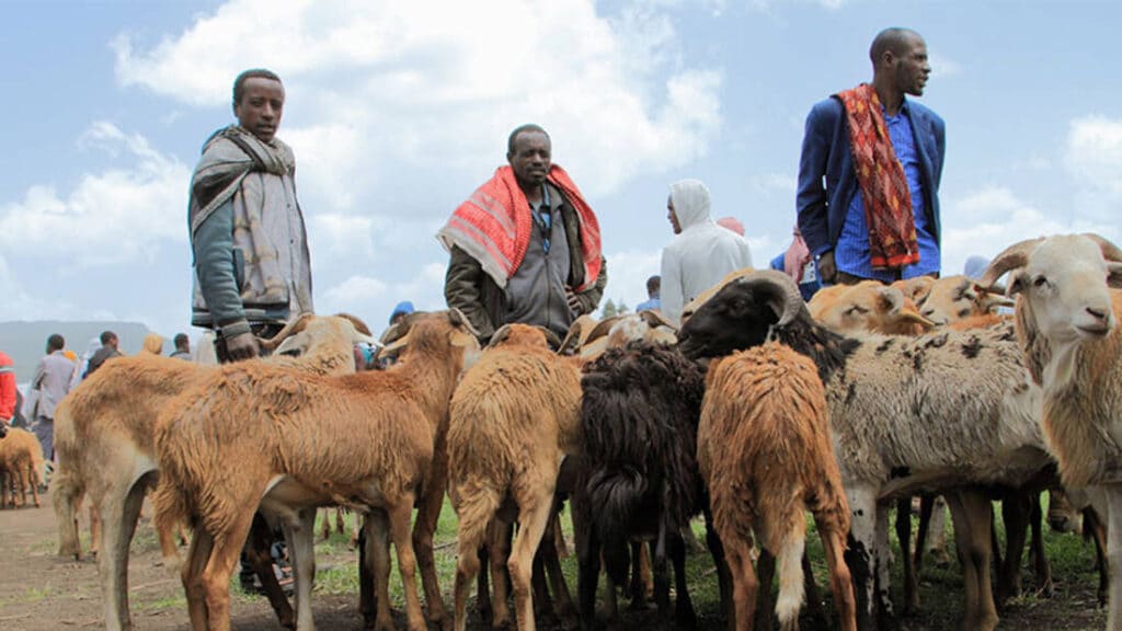 Fatter sheep and more resilient goats in Ethiopia’s harsh climates 