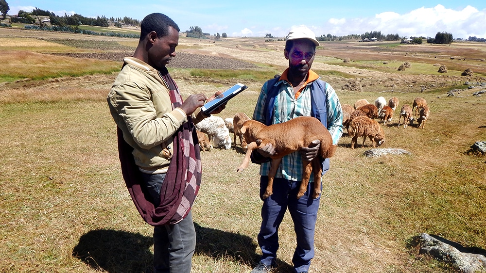 Fatter sheep and more resilient goats in Ethiopia’s harsh climates