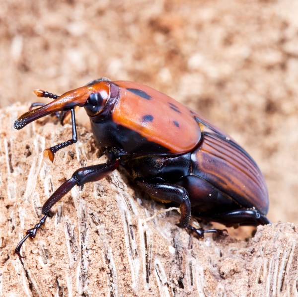 Red Palm Weevil