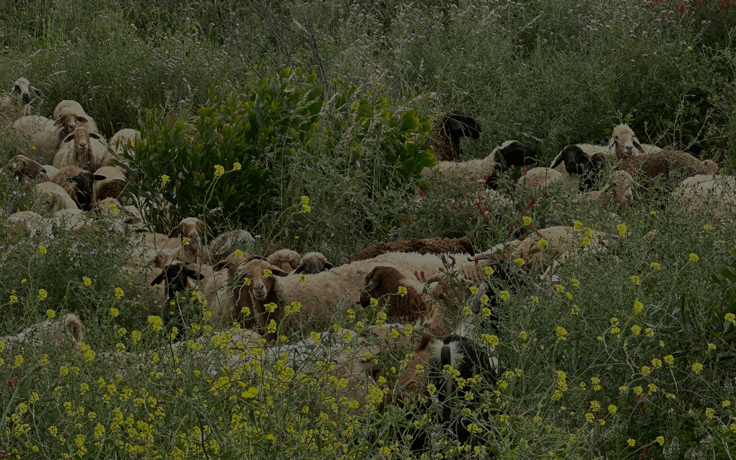 ICARDA Annual Report 2024 - Advancing Sustainable Dryland Livestock and Land-Use Systems