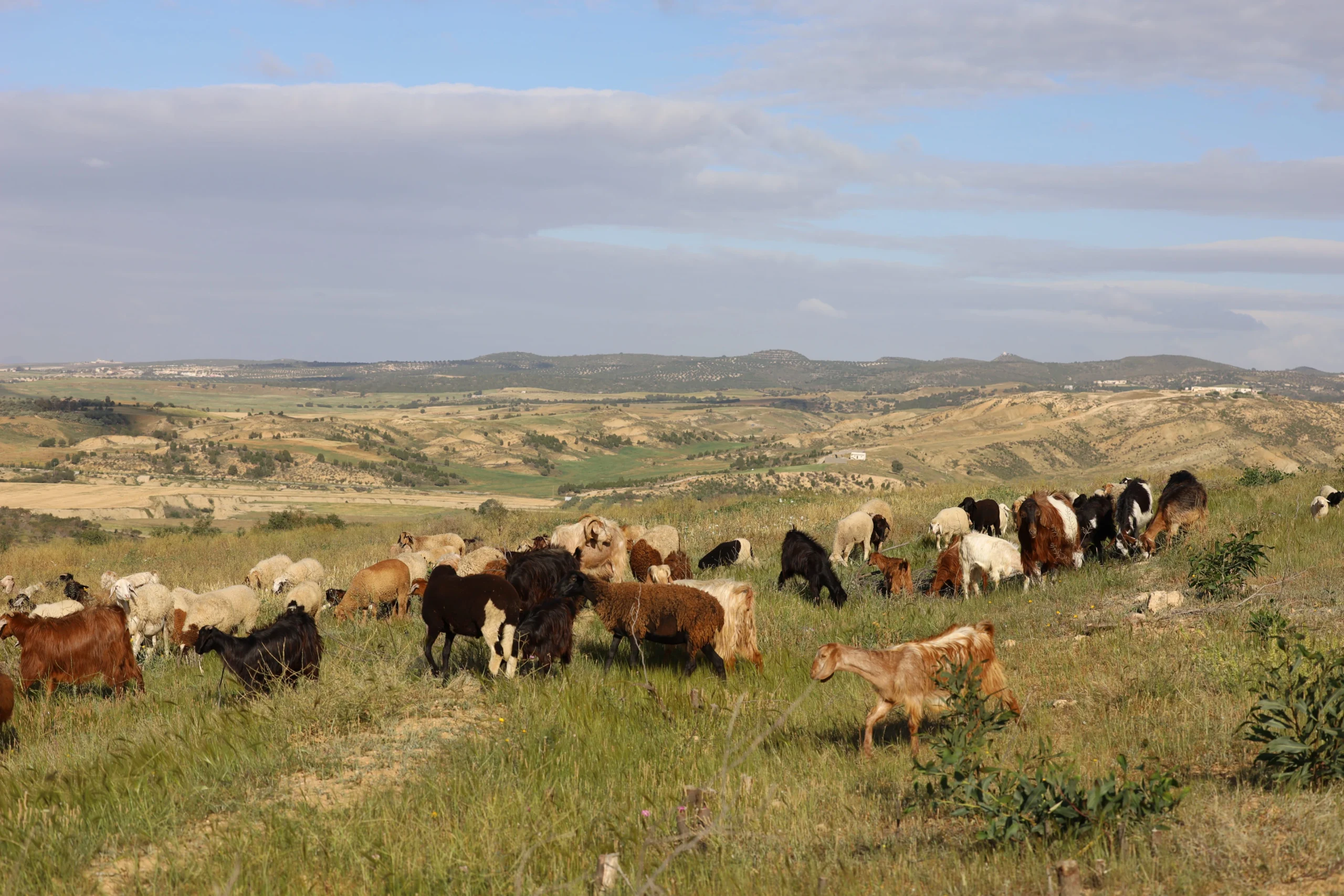 Regenerative Grazing for Sustainable Rangelands