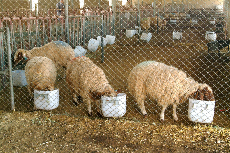 Measuring Up the Potential of Low-Methane Forage Crops