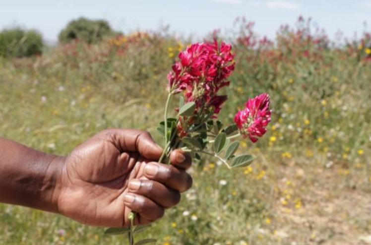 Restoring Resilience: Revitalizing Tunisia’s Rangelands