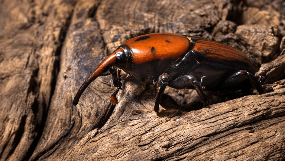 Sustainably Controlling Red Palm Weevil