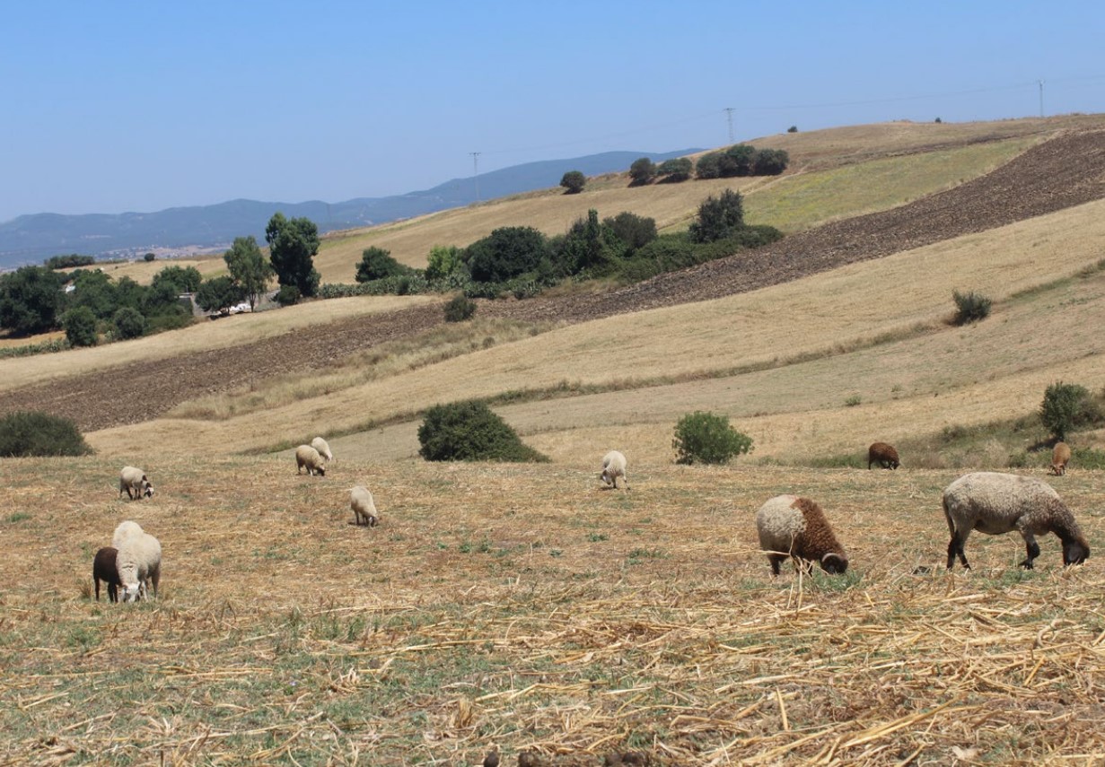 dryland livestock in the rangelands