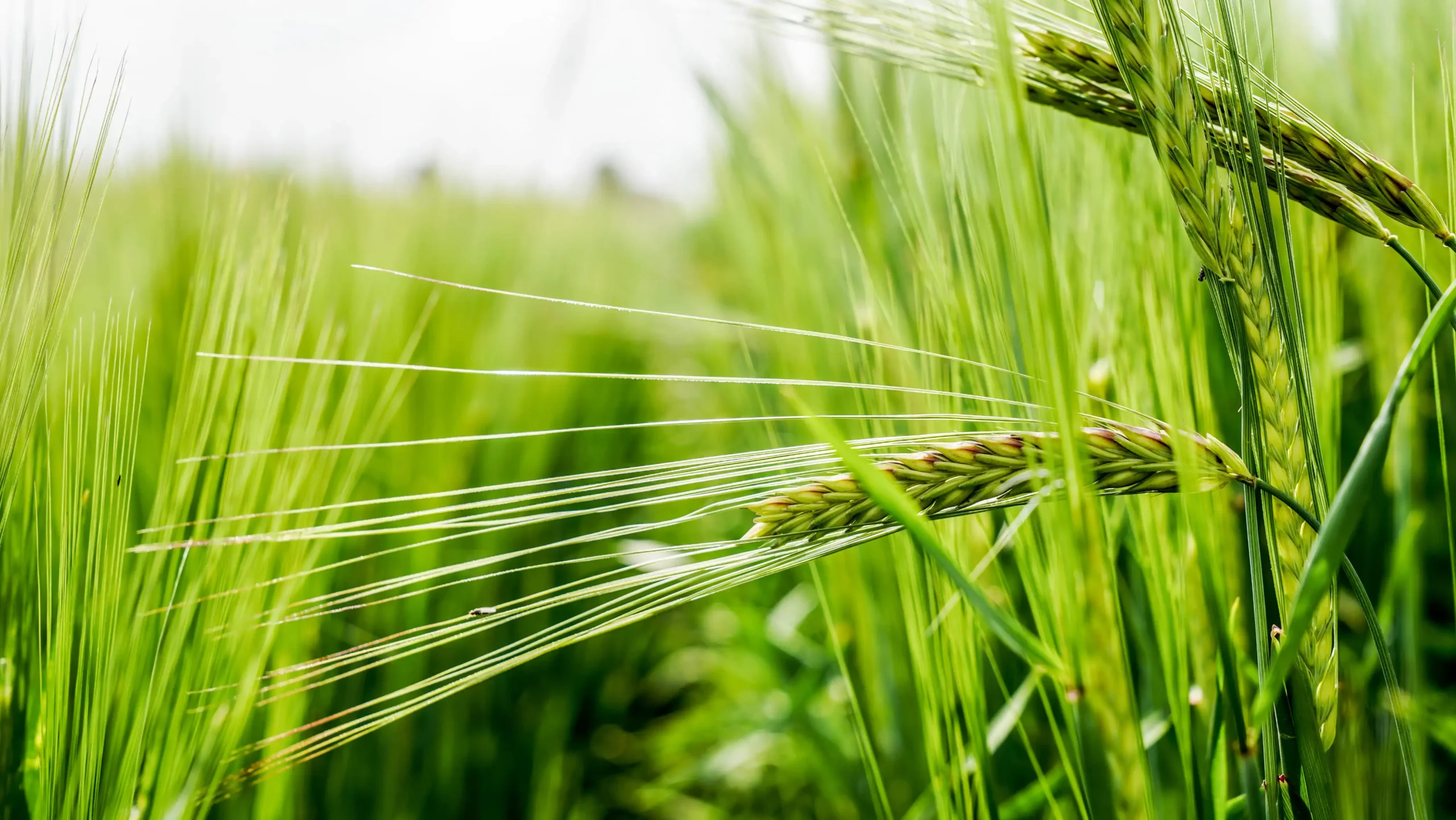 Wheat