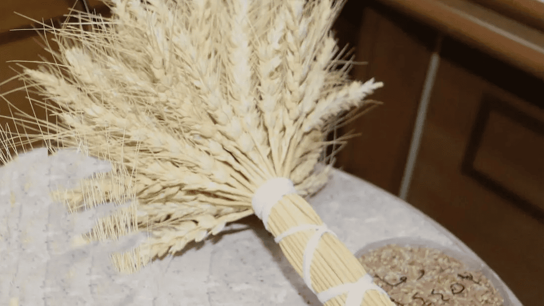 a new wheat variety