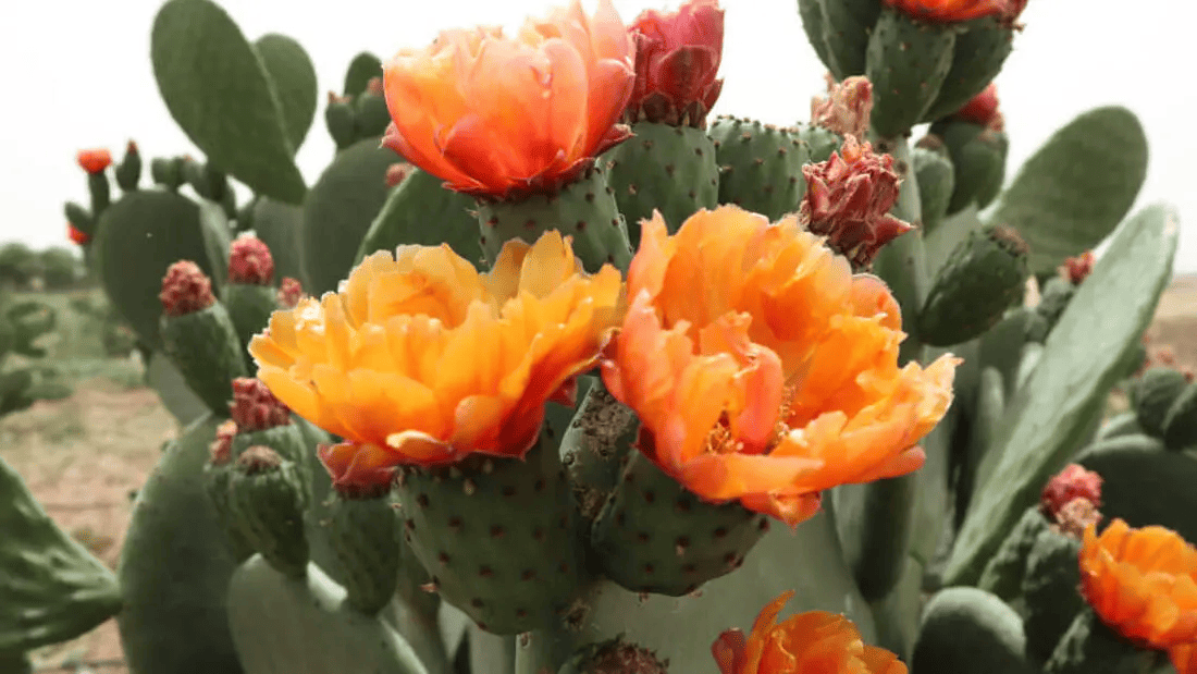 cactus pear header