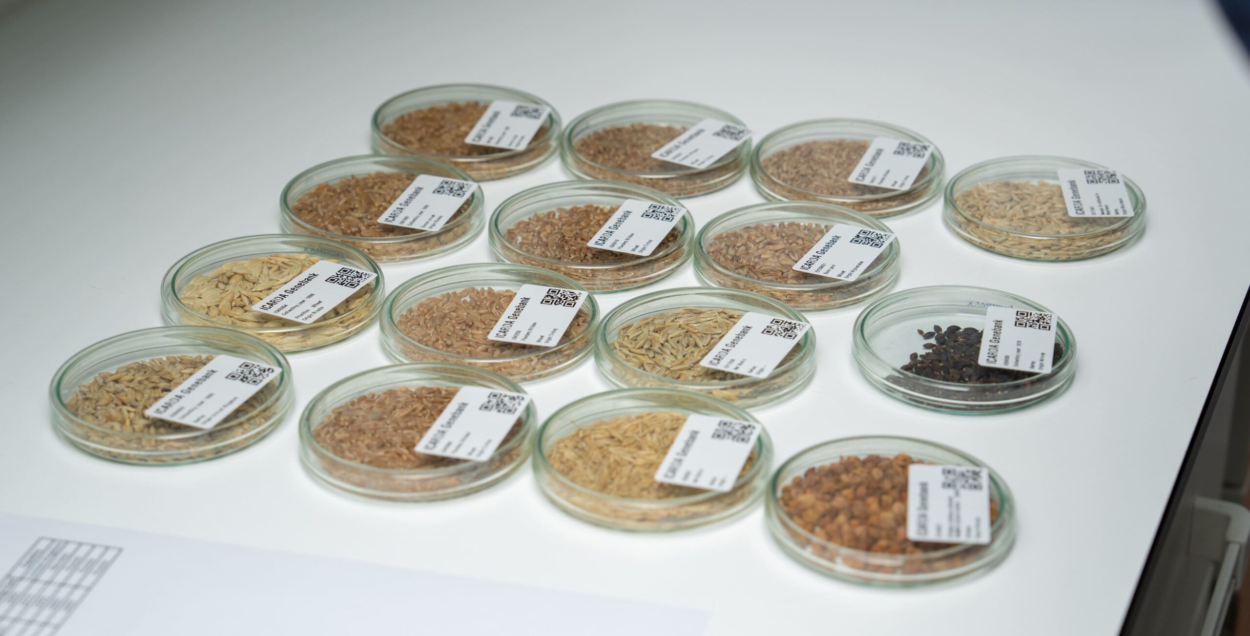 duplication of barley and wheat