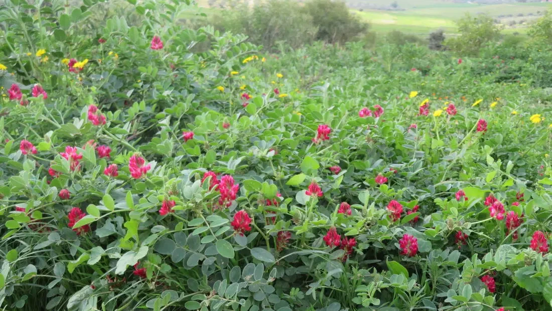 forage legume sulla central Tunisia