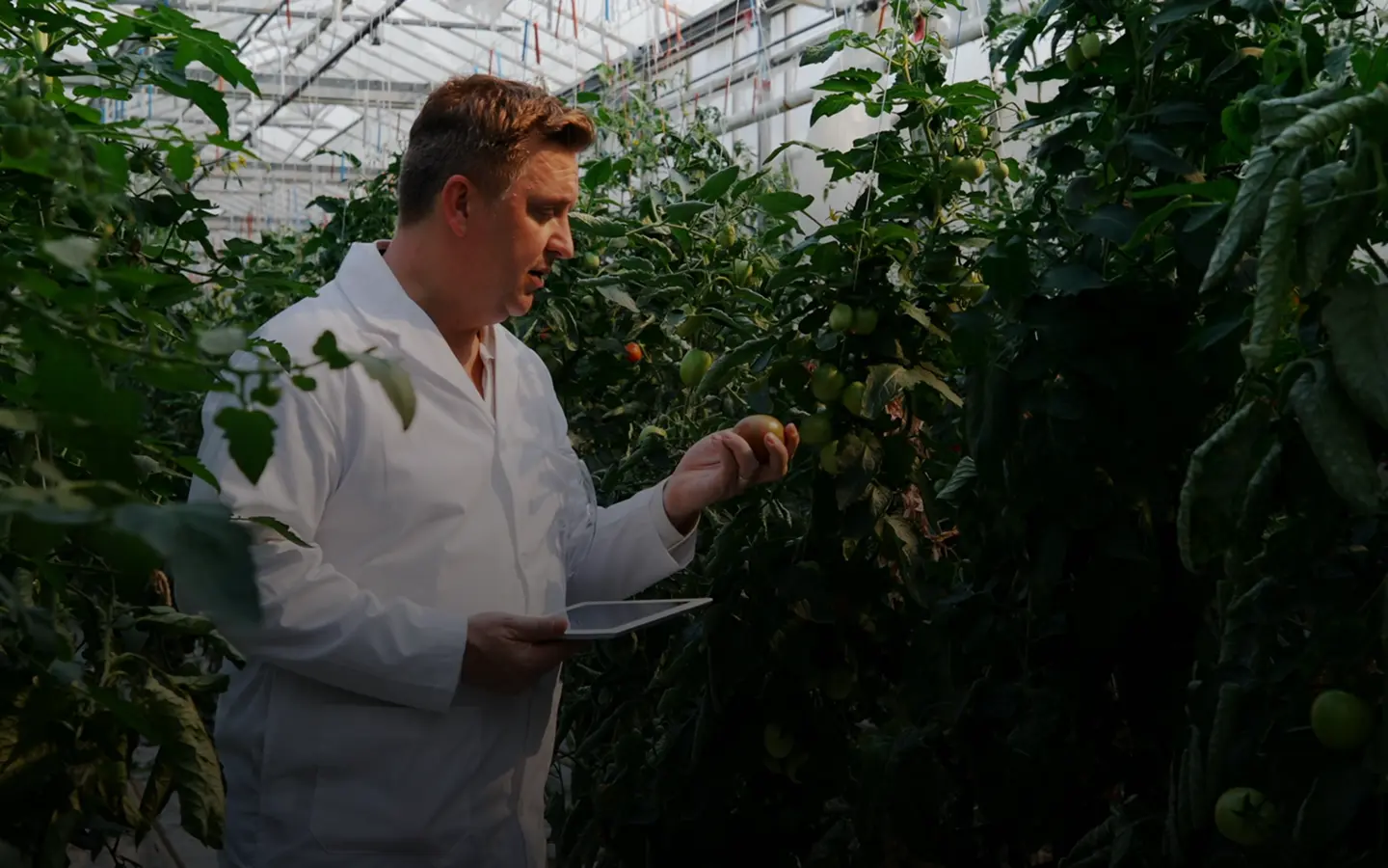 ICARDA Annual Report 2024 - Greenhouse